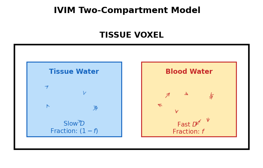 IVIM two-compartment model: slow tissue diffusion (D) and fast pseudo-diffusion (D*) in blood.