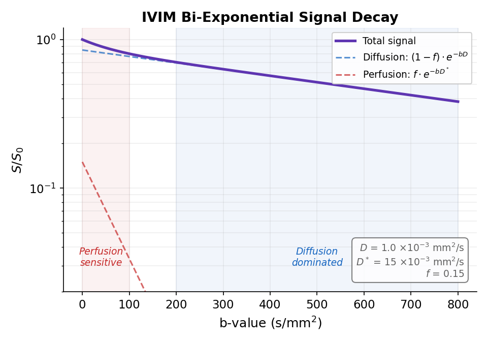 IVIM bi-exponential signal decay showing perfusion-sensitive and diffusion-dominated regimes.